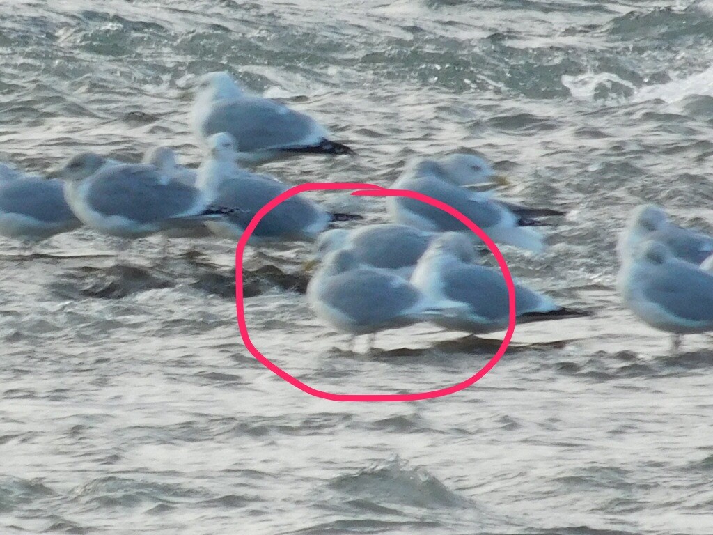 Iceland Gull (kumlieni) - ML44212831