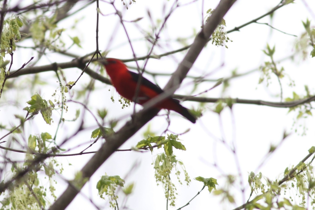 Scarlet Tanager - Michael Clay