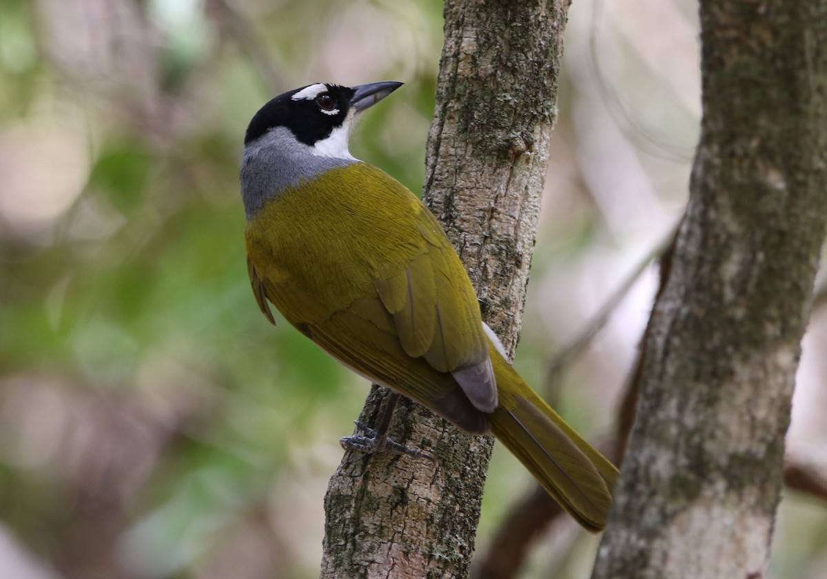 Black-crowned Palm-Tanager - ML442132281