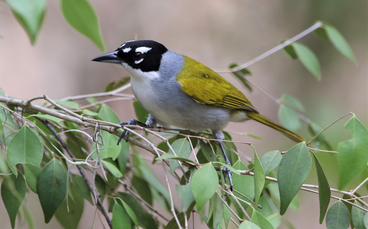 Black-crowned Palm-Tanager - ML442132551