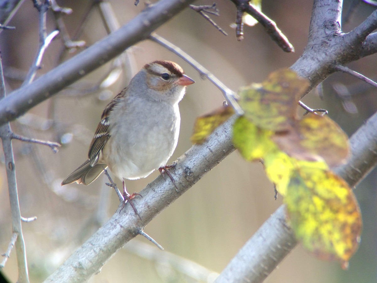 White-crowned Sparrow - Sharon Stiteler