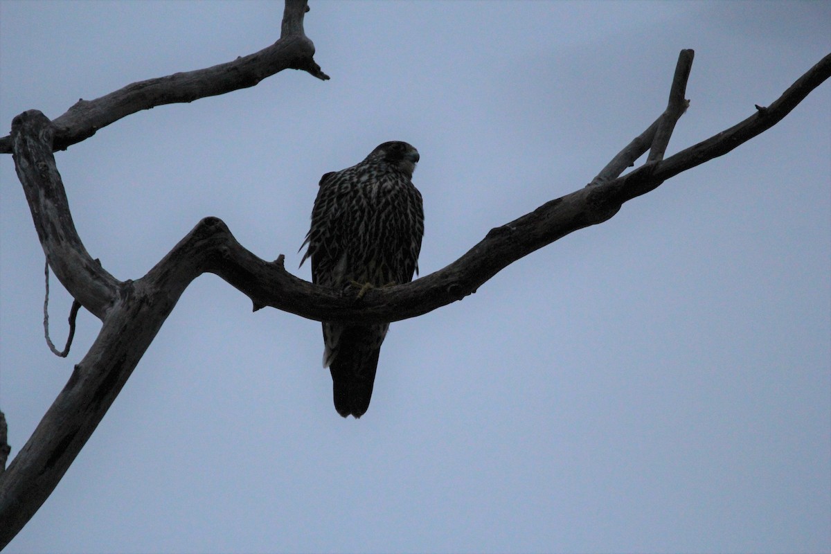 Peregrine Falcon - Quinten Wiegersma