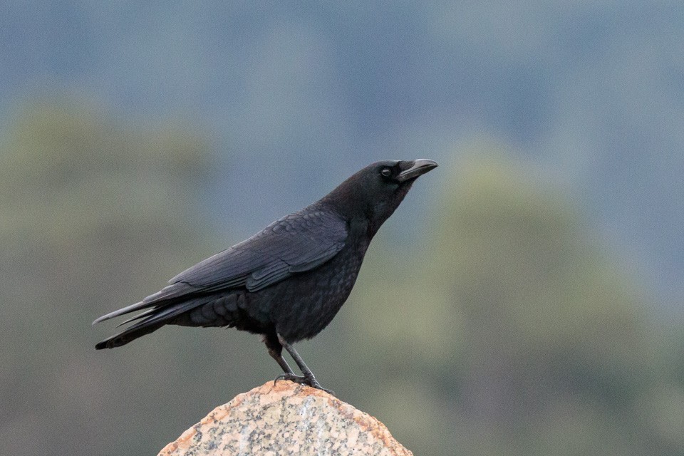 Carrion Crow - Luis Rodrigues