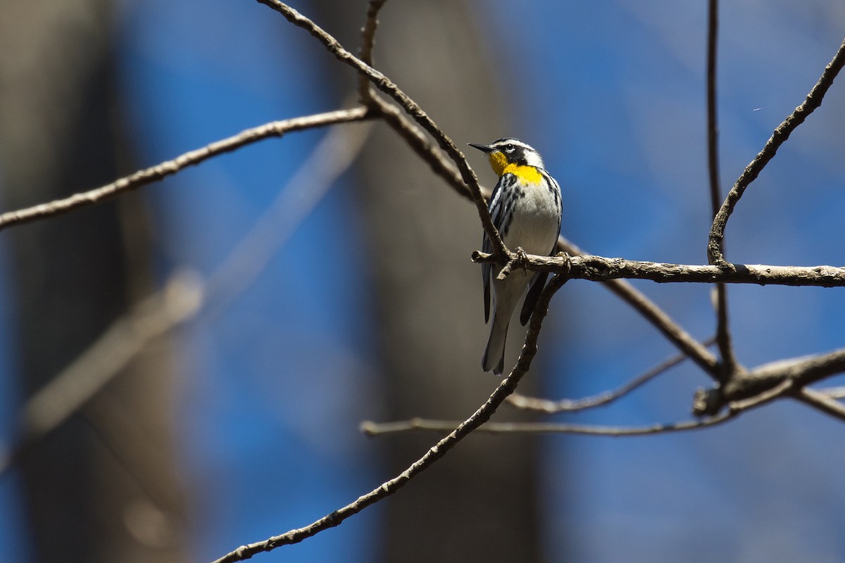 Yellow-throated Warbler - ML442143731