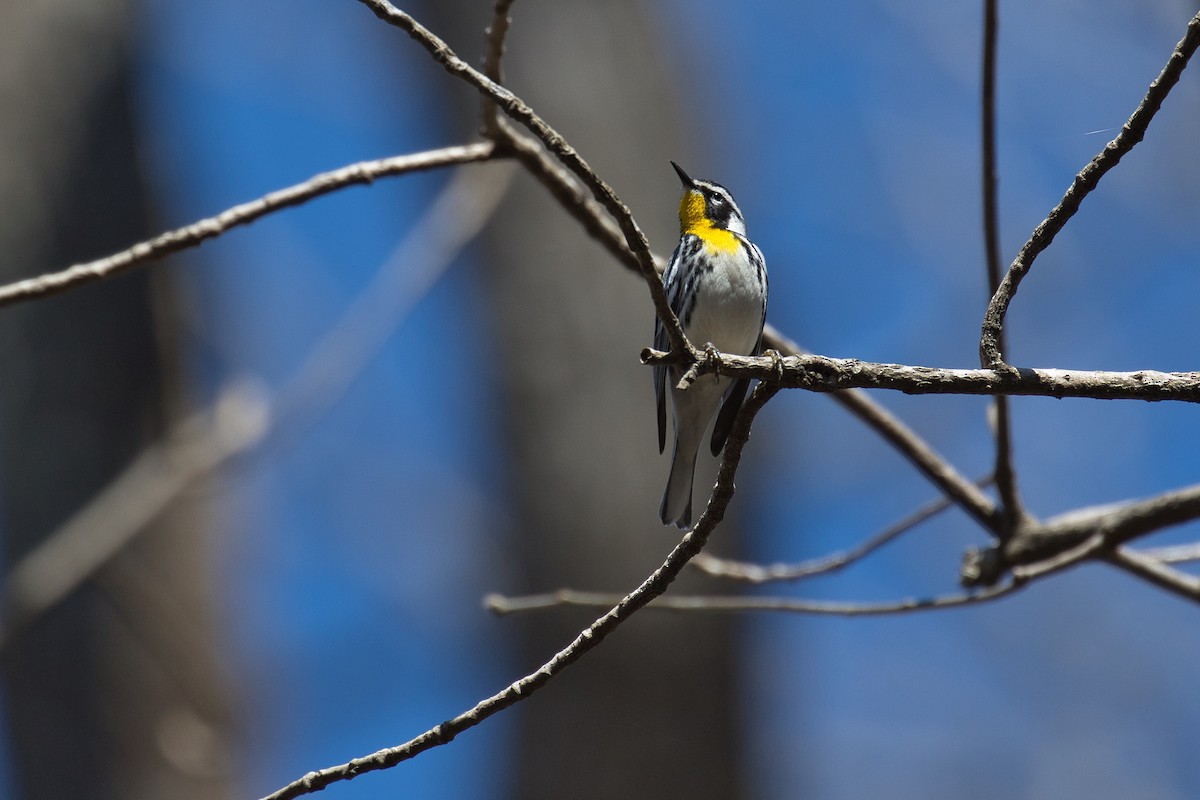 Yellow-throated Warbler - ML442143741