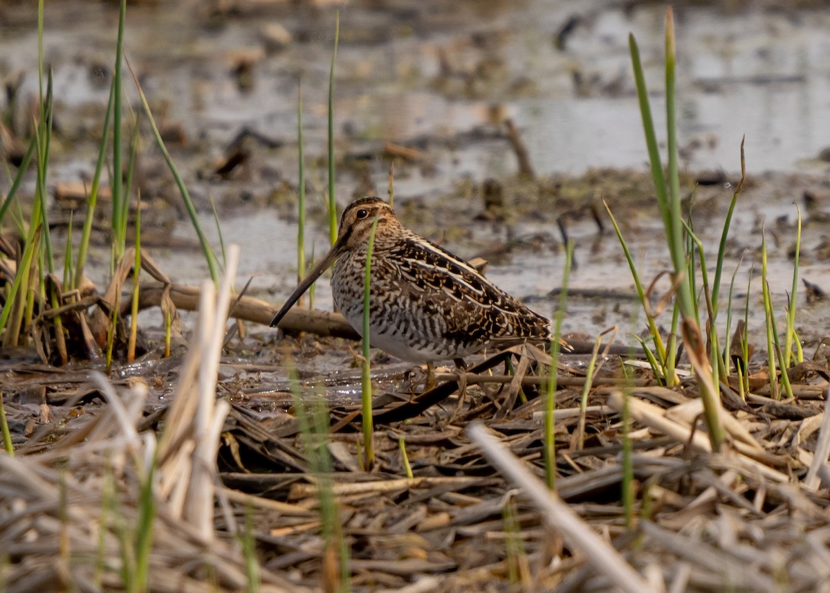 Wilson's Snipe - Sheila and Ed Bremer