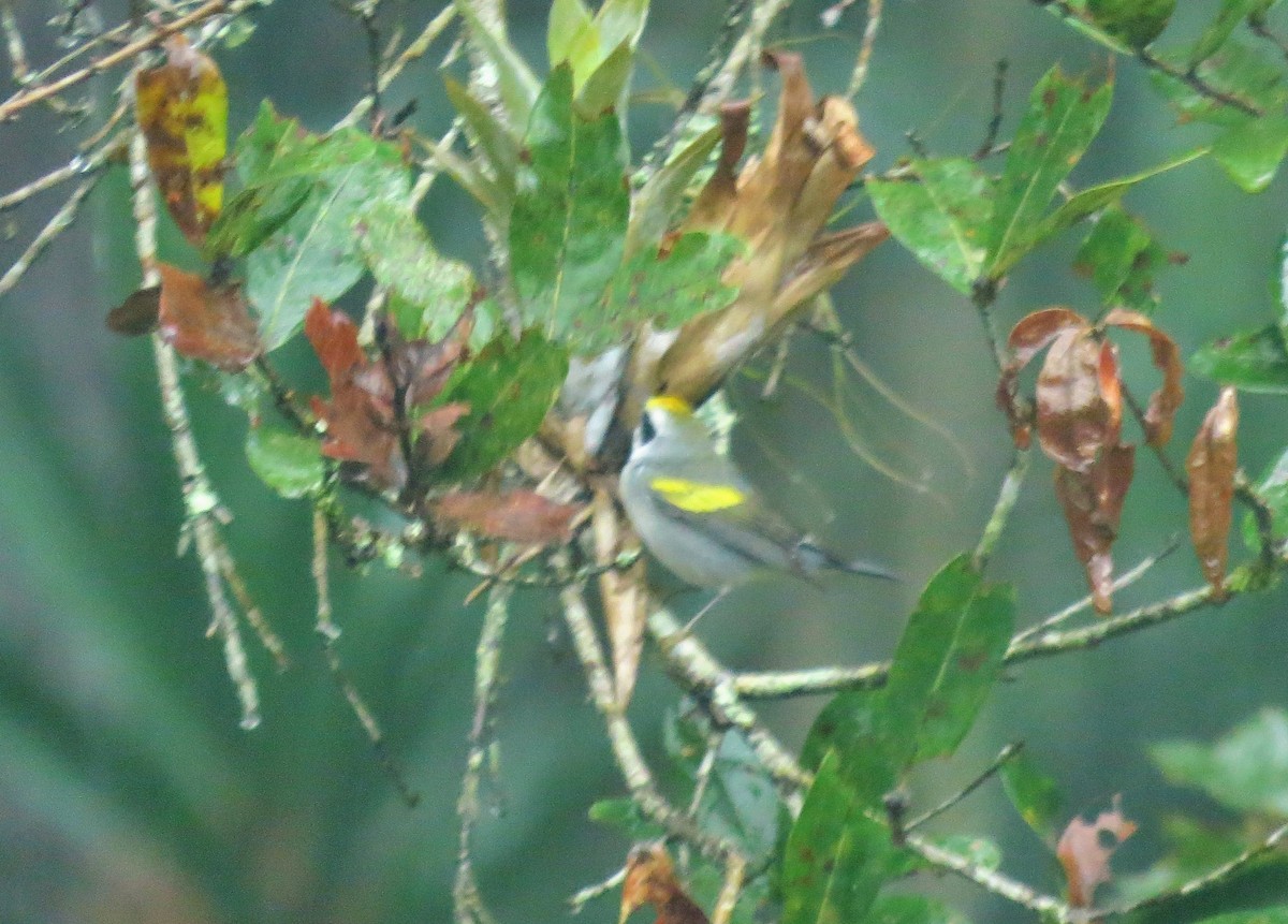 Golden-winged Warbler - ML44214861