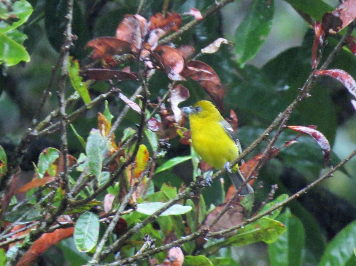 White-winged Tanager - ML44215231