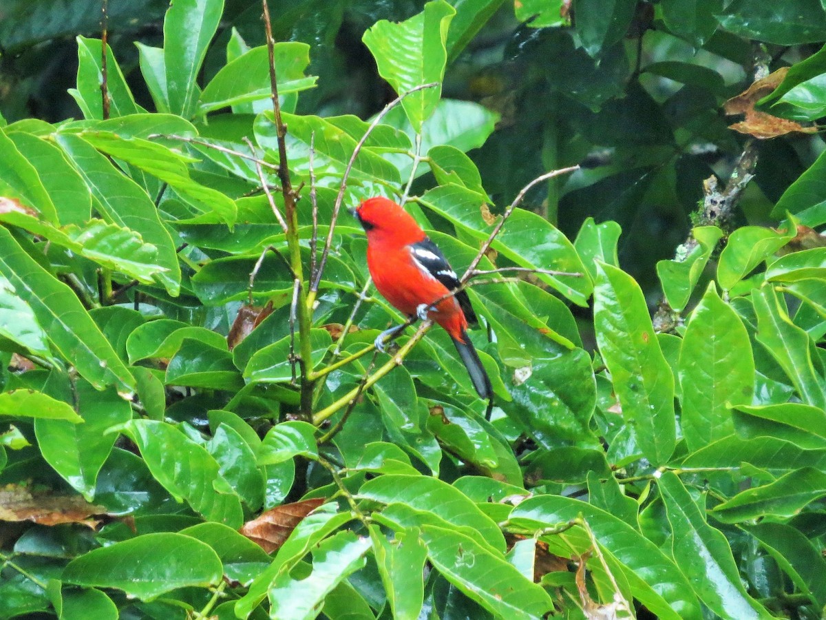 White-winged Tanager - ML44215251