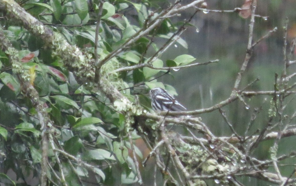 Black-and-white Warbler - ML44215471