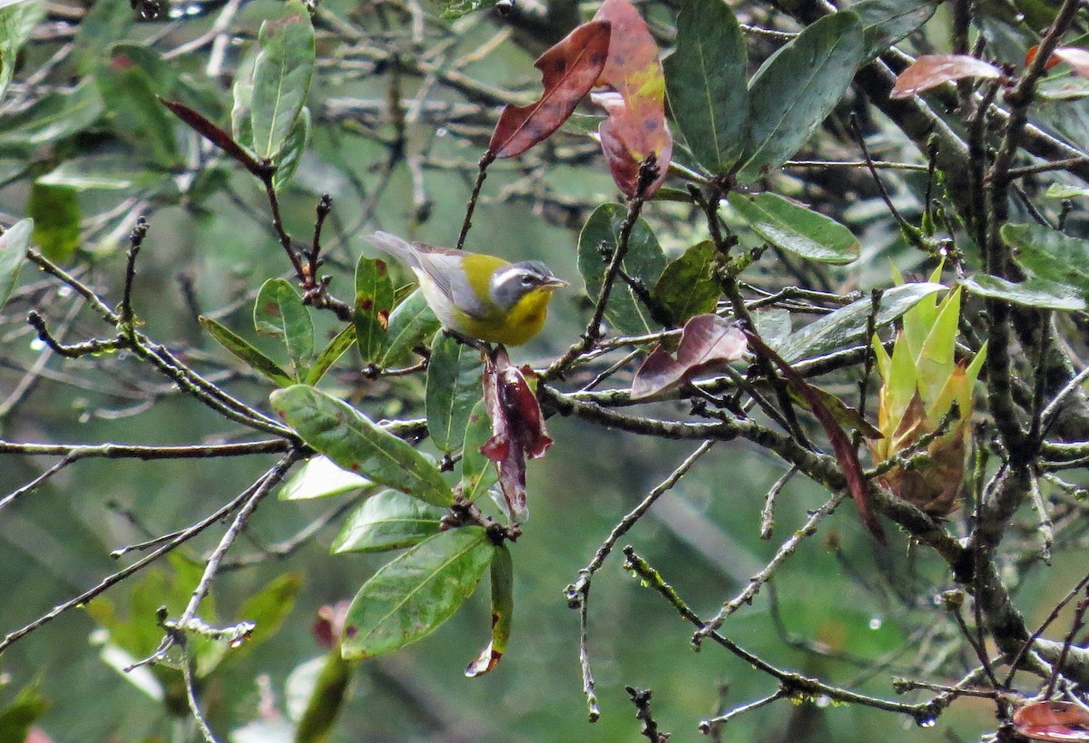 Crescent-chested Warbler - ML44215801
