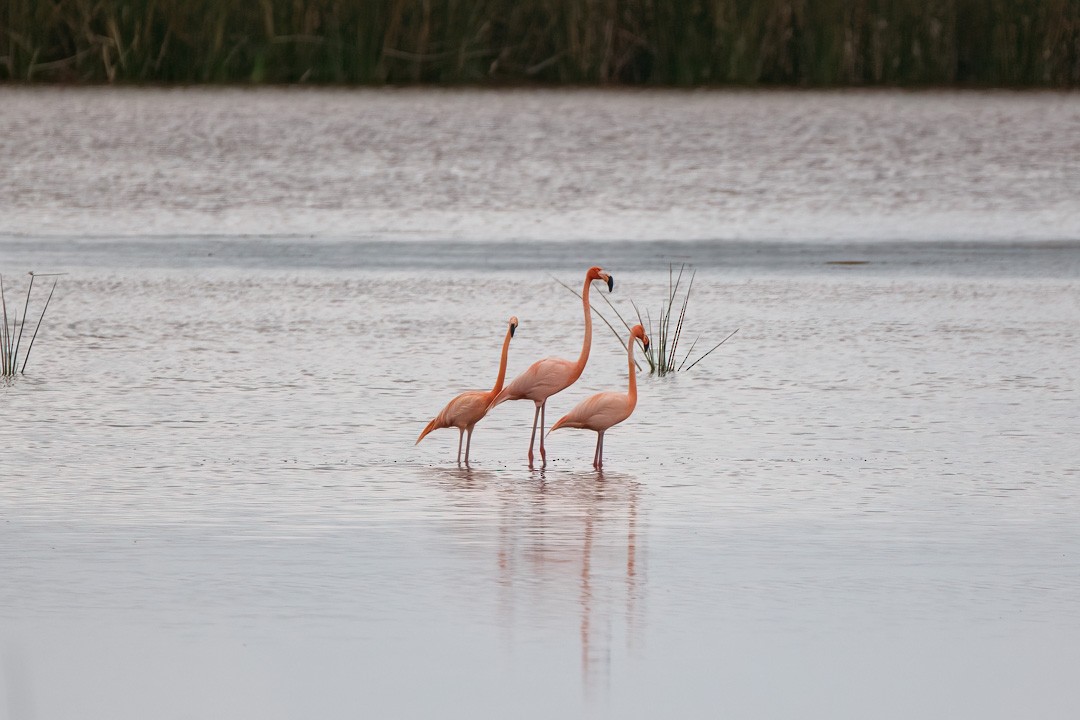 American Flamingo - ML442159061