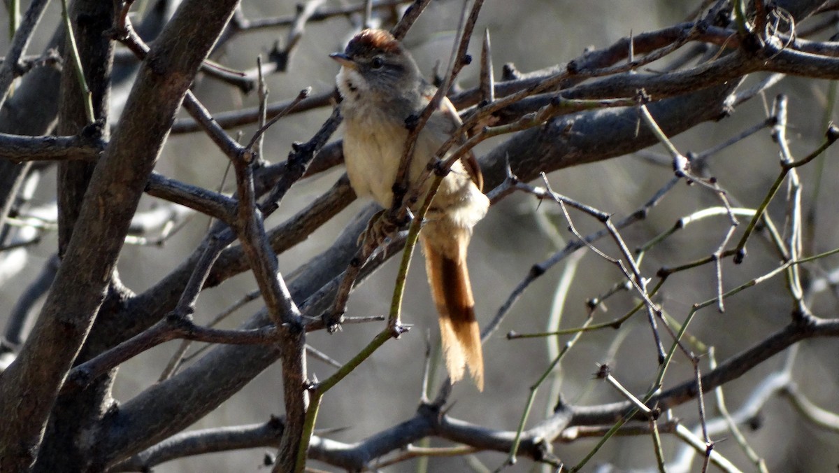 Sooty-fronted Spinetail - Silvio Montani
