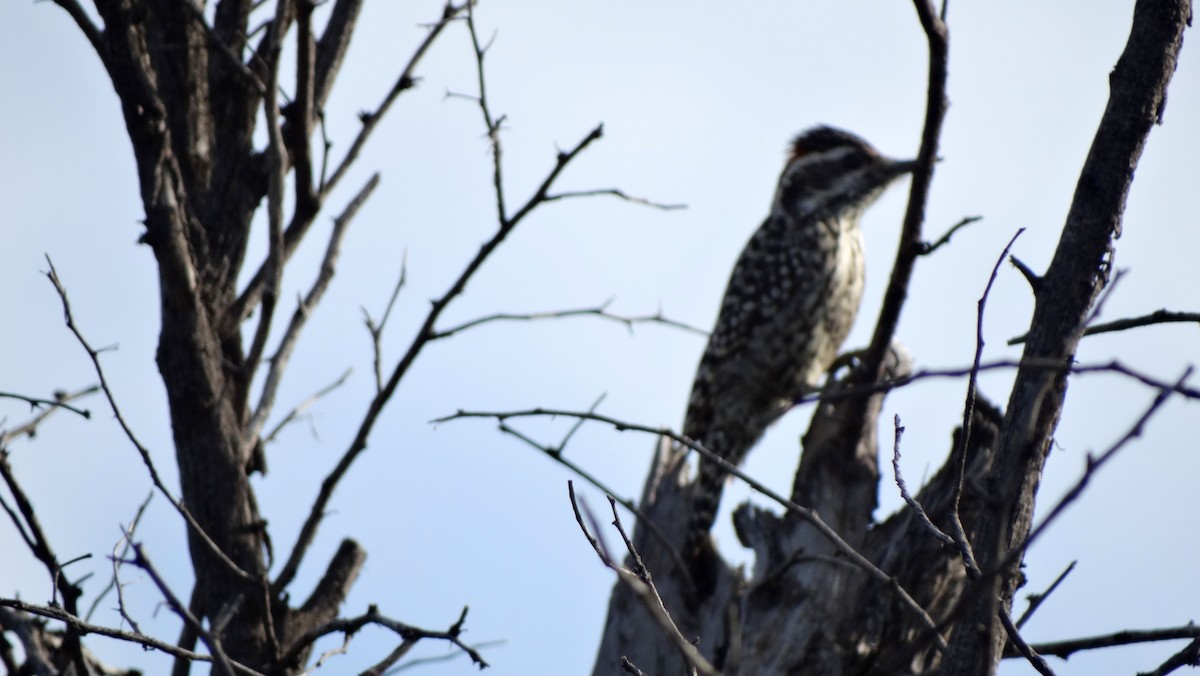 Checkered Woodpecker - ML442163041