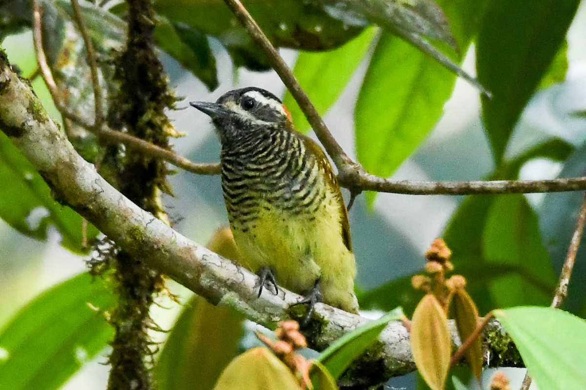 Yellow-vented Woodpecker - ML442167251