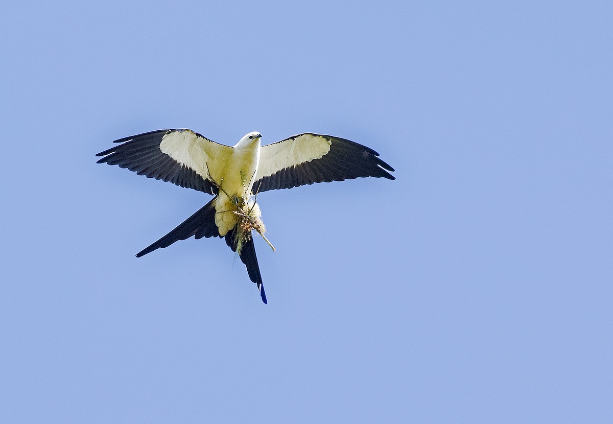 Swallow-tailed Kite - ML442167441