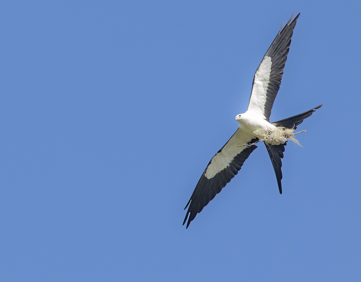 Swallow-tailed Kite - ML442167471