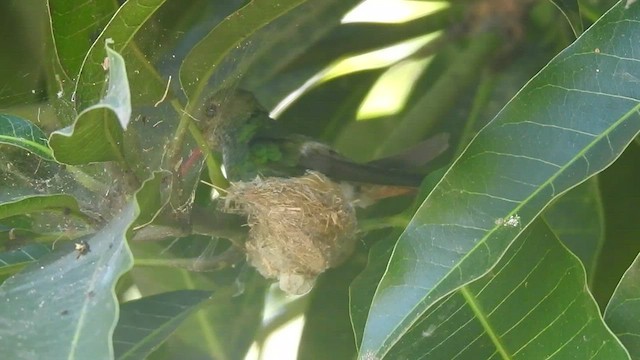 Rufous-tailed Hummingbird - ML442169311