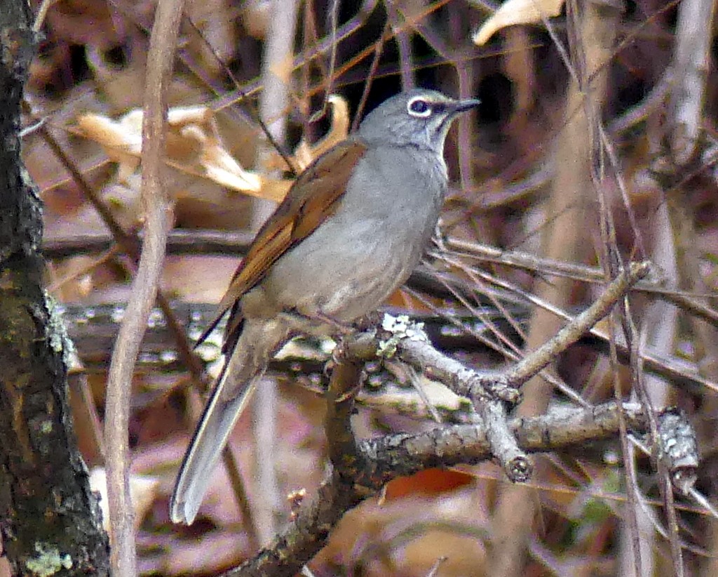 Brown-backed Solitaire - ML442172071