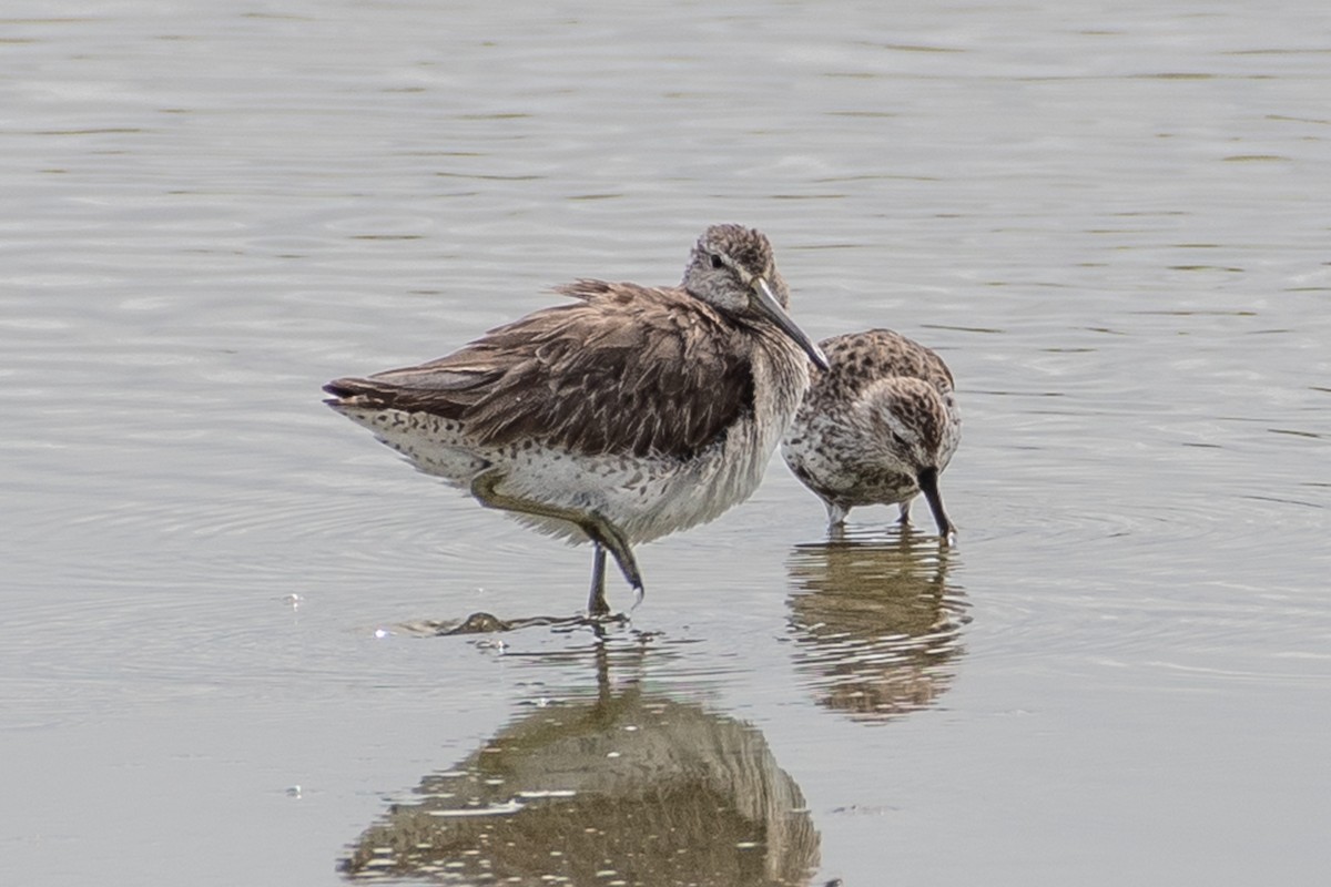 Long-billed Dowitcher - ML442174121