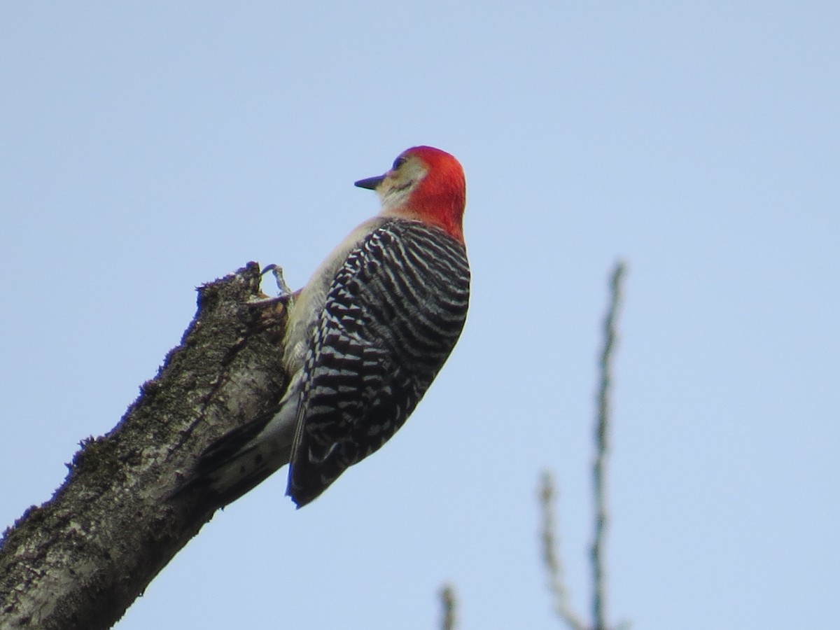 Red-bellied Woodpecker - ML442175021
