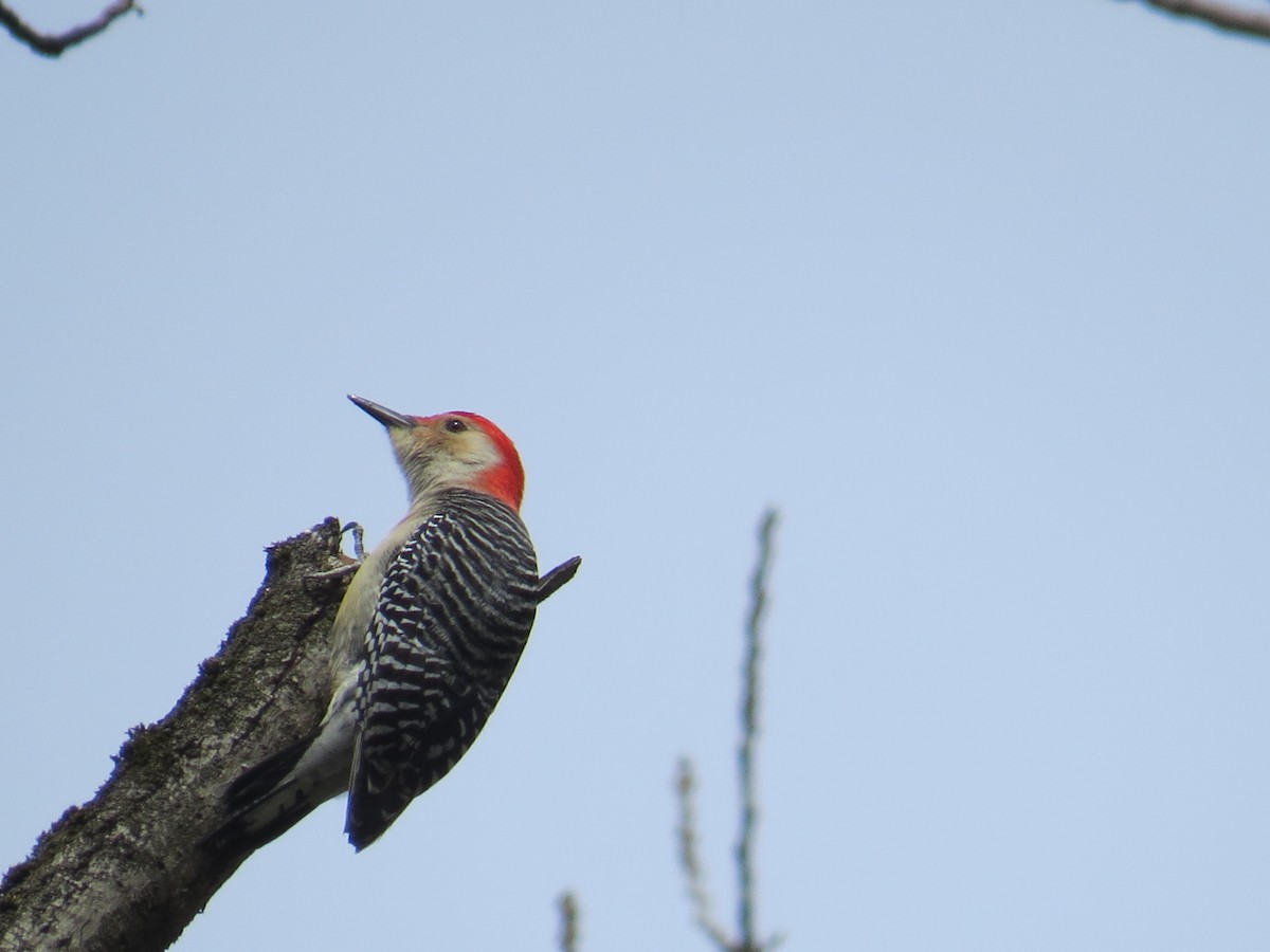 Red-bellied Woodpecker - ML442175091