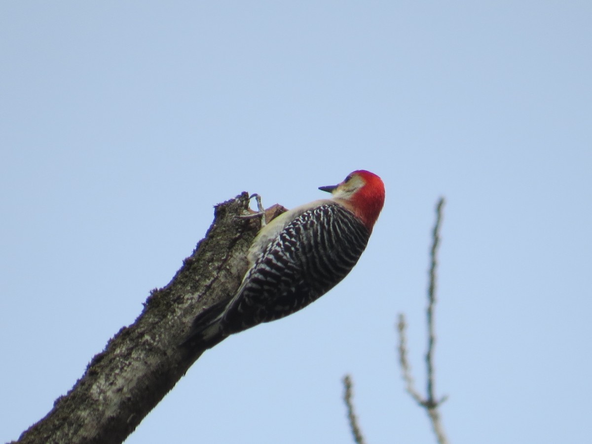 Red-bellied Woodpecker - ML442175131