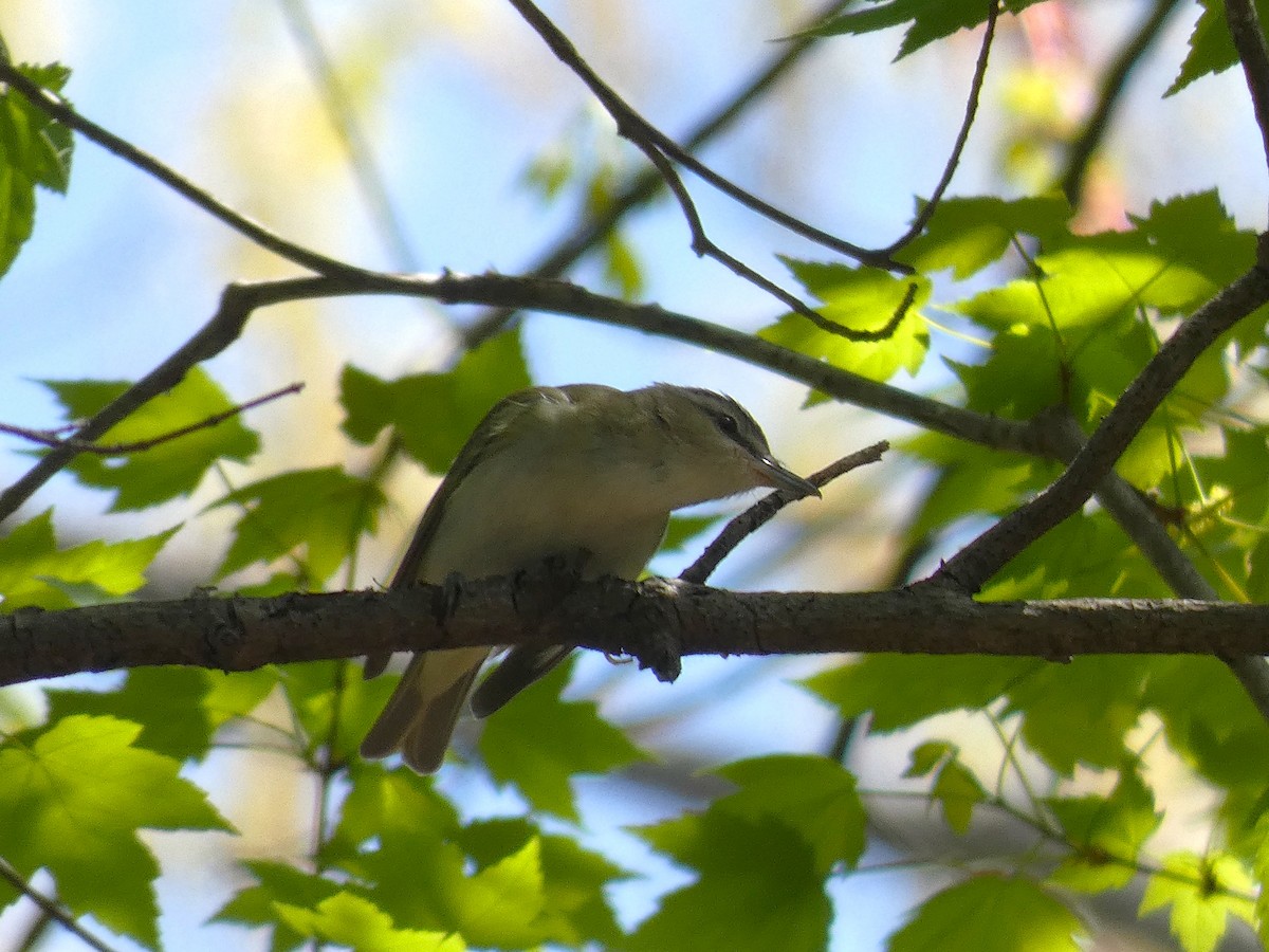 Red-eyed Vireo - Michelle Browning