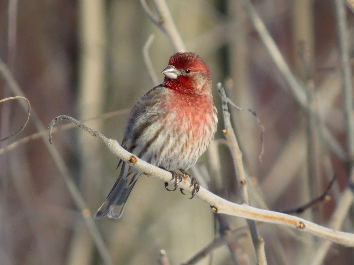 House Finch - Patrice Franche