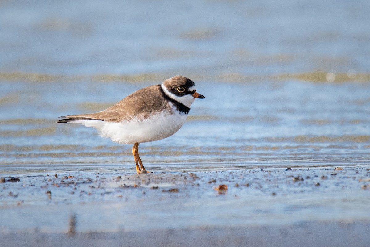 Semipalmated Plover - ML442186571