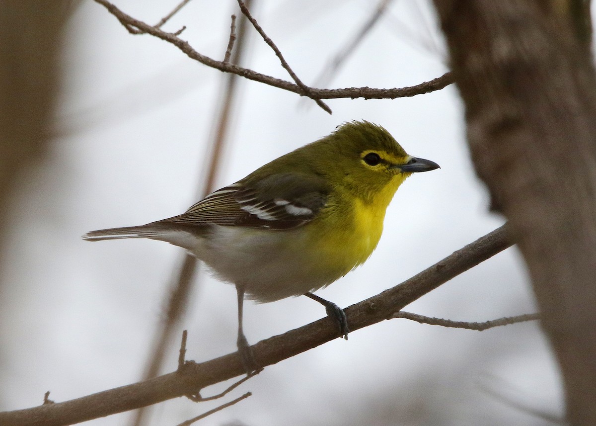 Yellow-throated Vireo - Bruce Arnold