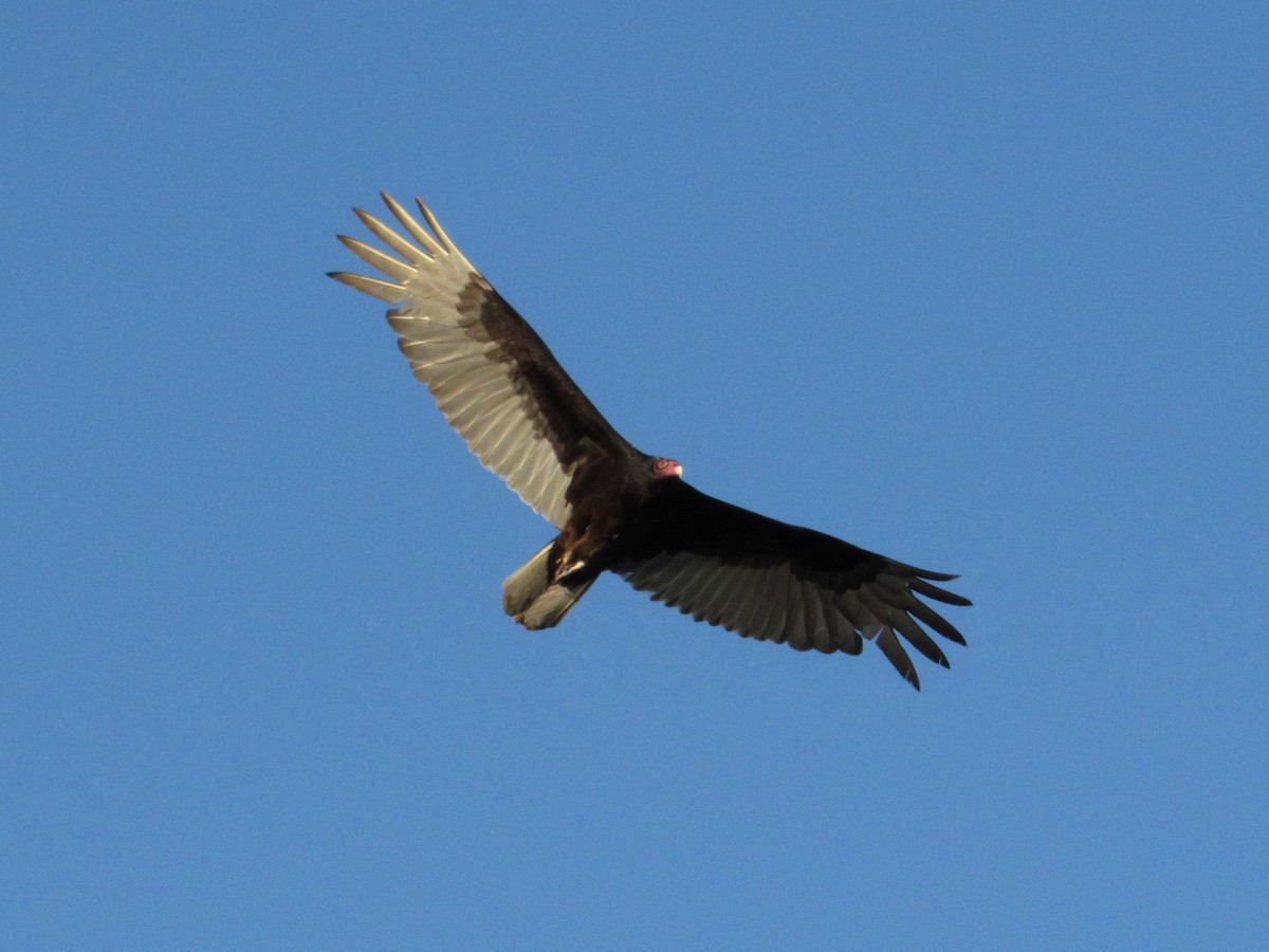 Turkey Vulture - ML442196001