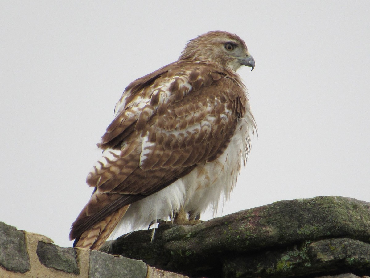 Red-tailed Hawk - ML442196261