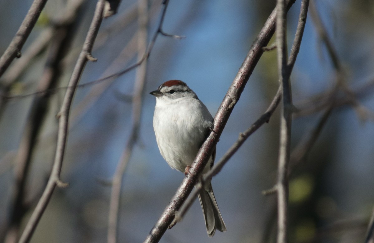Chipping Sparrow - ML442196561