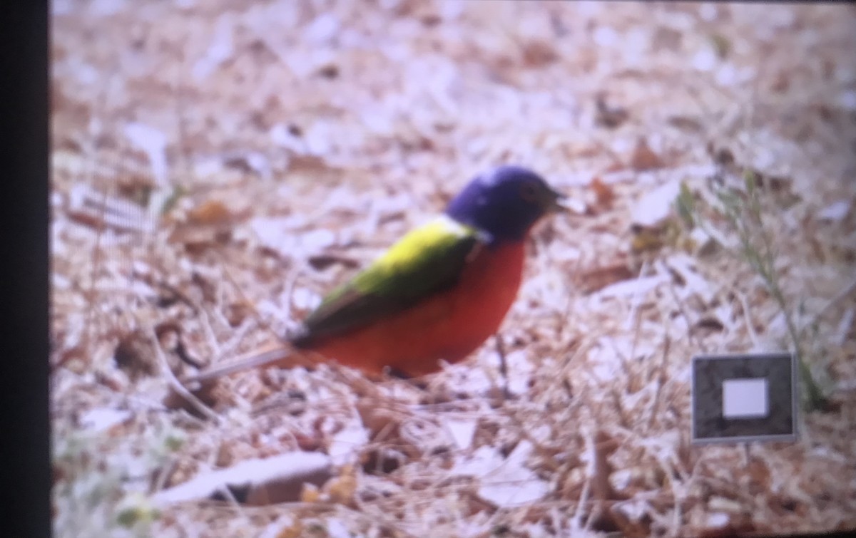 Painted Bunting - ML442197091
