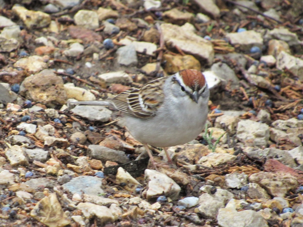 Chipping Sparrow - ML442198121