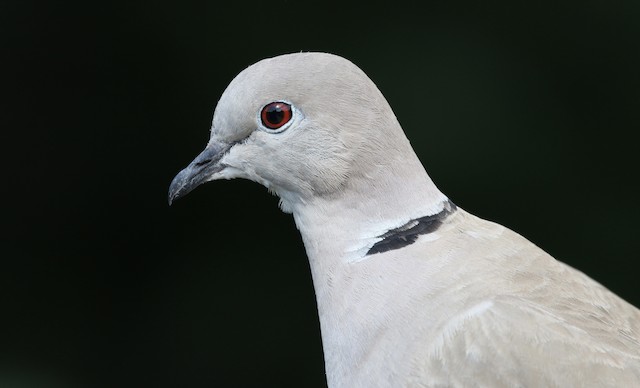 Adult showing head detail. - Eurasian Collared-Dove - 