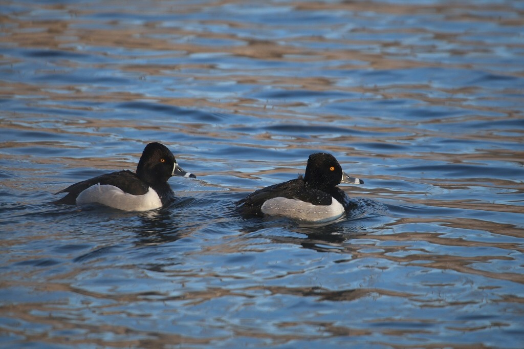 Ring-necked Duck - William Hull