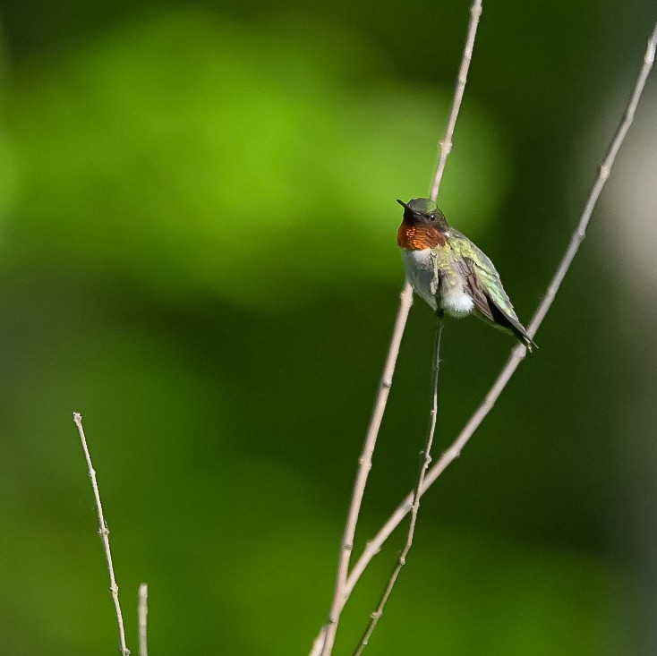 Ruby-throated Hummingbird - ML442206441
