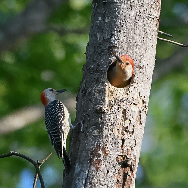 Red-bellied Woodpecker - zach lance