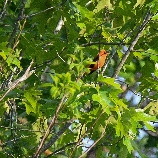 Scarlet Tanager - ML442206701
