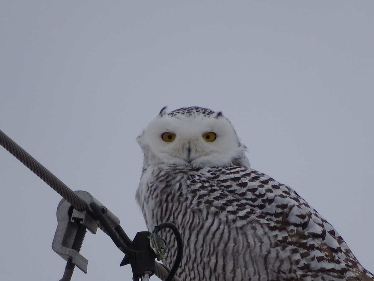 Snowy Owl - Barry Baumann