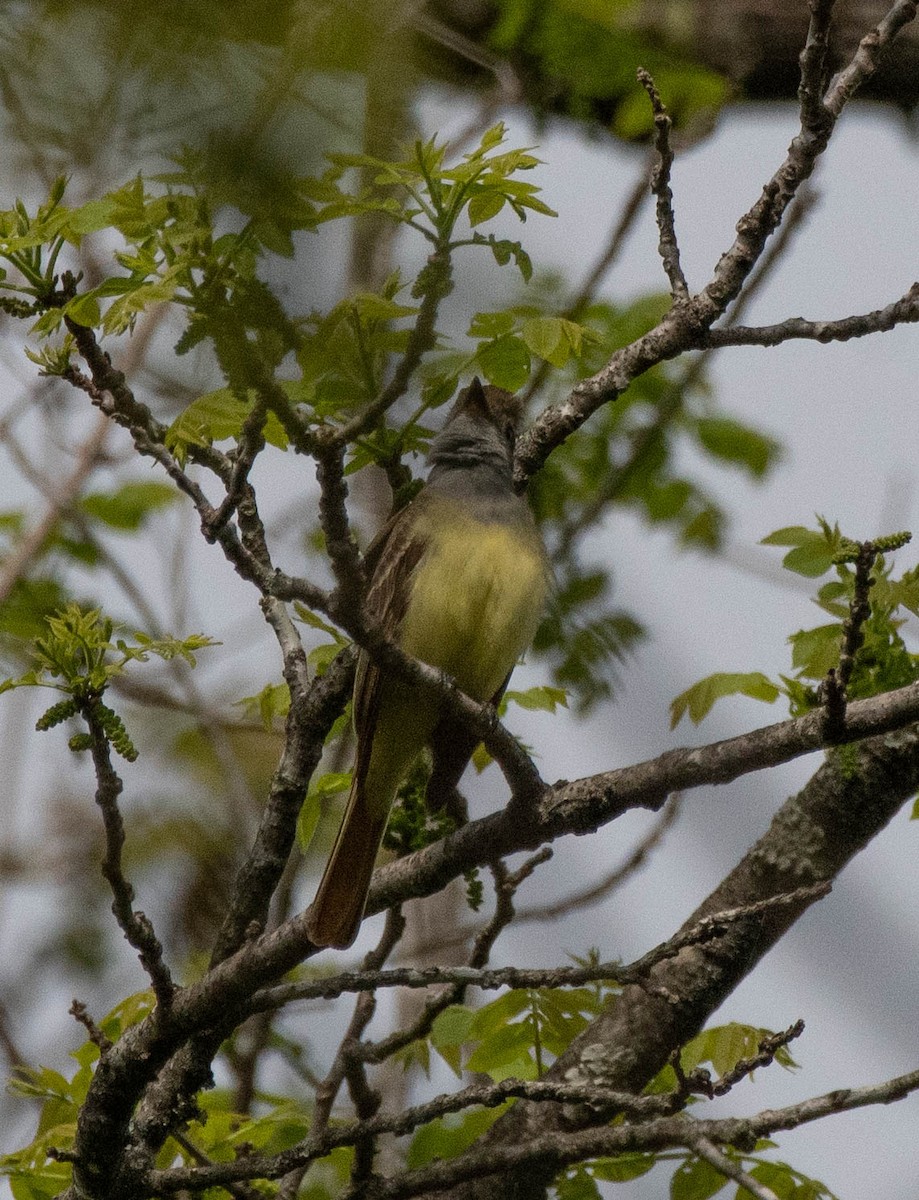Great Crested Flycatcher - ML442218171