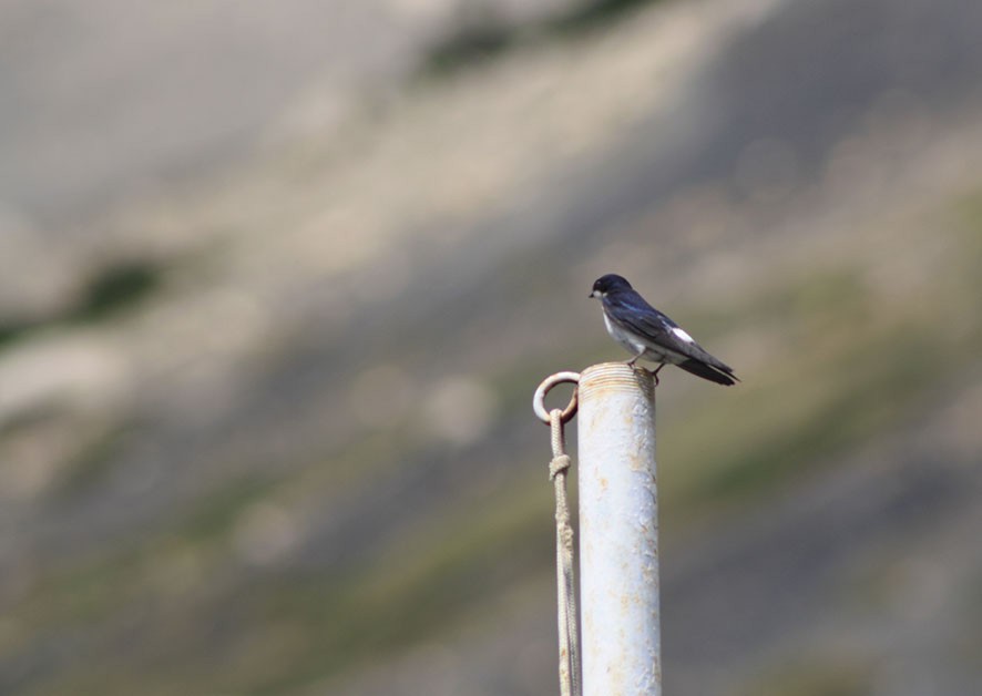 Chilean Swallow - Loreto Cooper