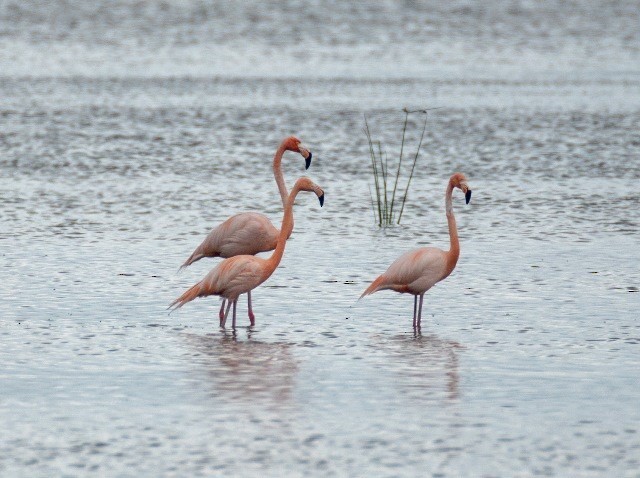 Amerika Flamingosu - ML442226851