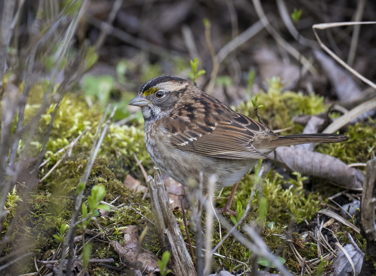 White-throated Sparrow - ML442231471