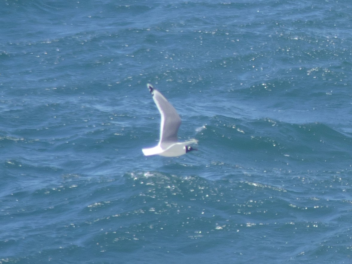 Franklin's Gull - Point Conception