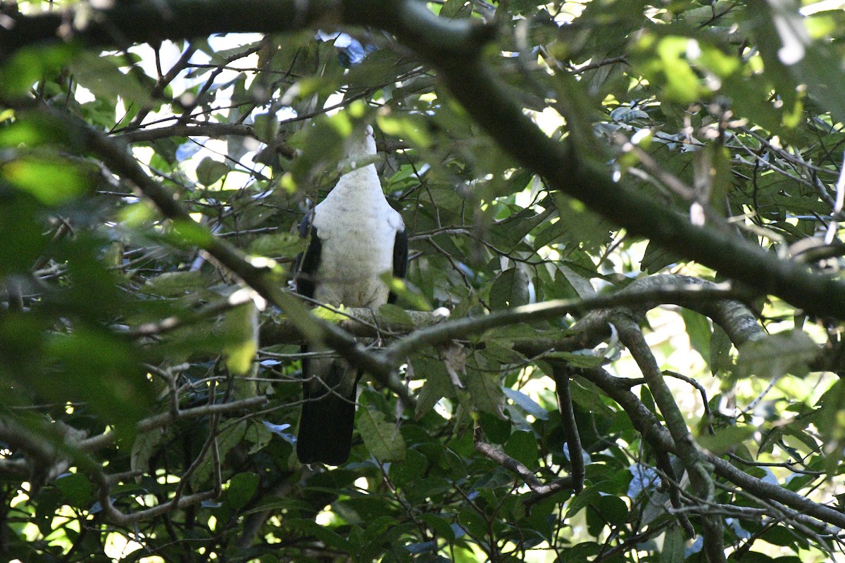 White-headed Pigeon - ML442237991