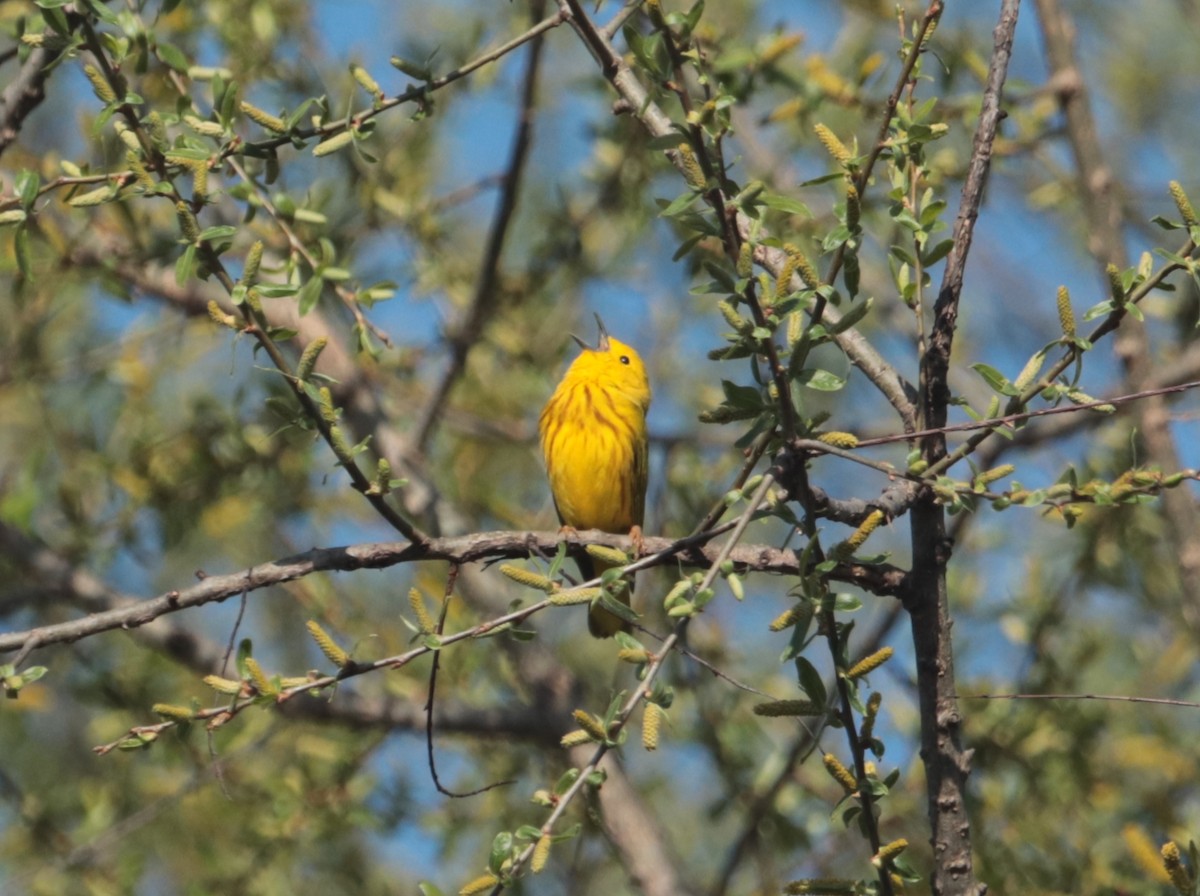 Yellow Warbler - ML442240821