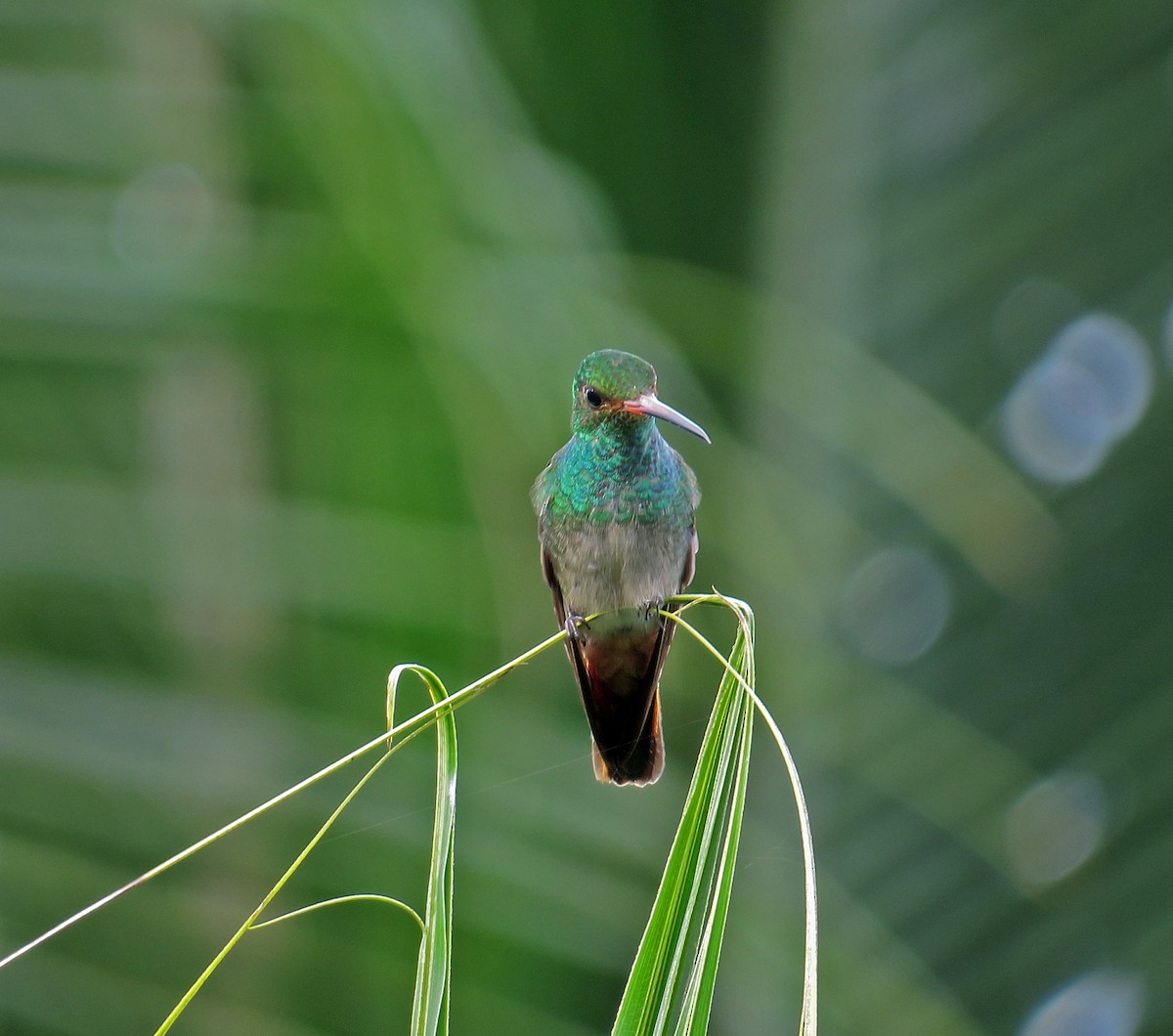 Rufous-tailed Hummingbird - Andrés M. Cuervo